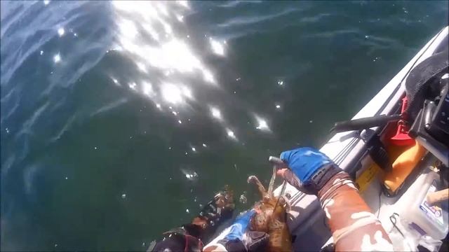 Kayak Squidding, Wellington Point,Brisbane, Australia смотреть онлайн