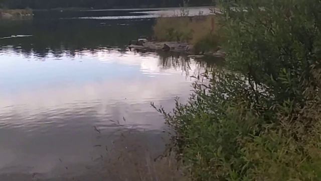 Видео охота на уток. Мурманск, озеро "Глубокое". смотреть онлайн