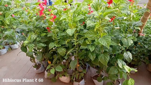 Madhabi Lata Clematis Vine Pseuderanthemum Plant Belful Plant Tecoma Plant Dhutura Plant