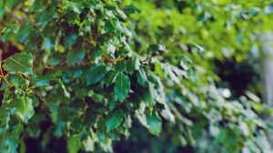 Сура для успокоения души. Сура №94: «Аш-Шарх» - «Раскрытие. «За каждой трудностью — облегчение!»