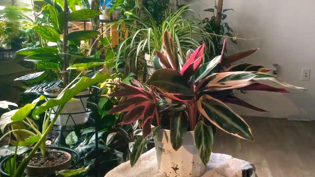 Stromanthe Trio star Timelapse смотреть онлайн