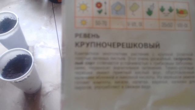 Пикирую РЕВЕНЬ "КРУПНОЧЕРЕШКОВЫЙ". 11.04.2019г. смотреть онлайн