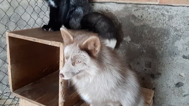 Домашние лисы: Кратко о питании смотреть онлайн