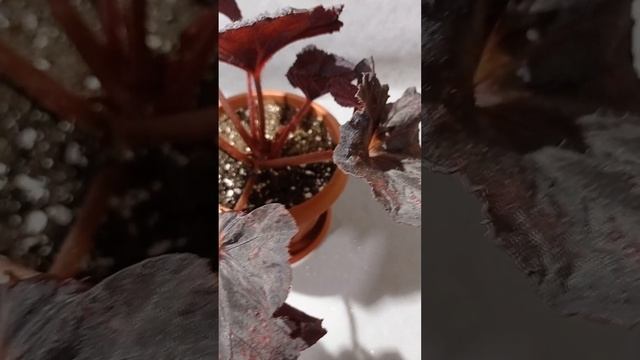 Бегония DS-Вишня в Шоколаде смотреть онлайн