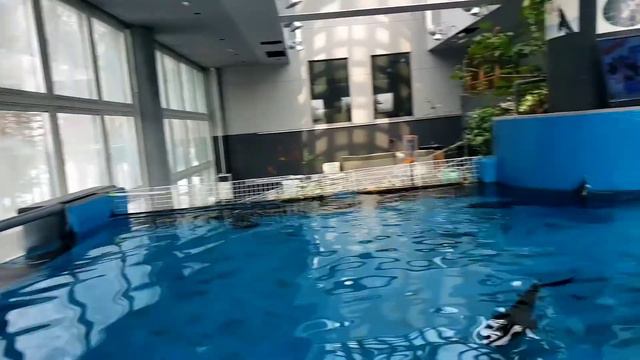 Tourist Spot in Hokkaido| Shibetsu Salmon Park| Nice View From The Top смотреть онлайн