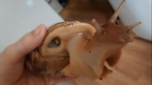 ОПРЕДЕЛЯЕМ БЕРЕМЕННОСТЬ УЛИТКИ/УЛИТКА АХАТИНА БЕРЕМЕННА????