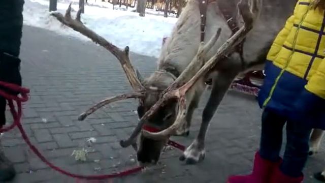 В Самаре олень гуляет 2018 смотреть онлайн