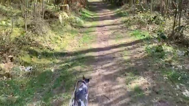 Cornish Rex Freddie love to walk in the forest. смотреть онлайн