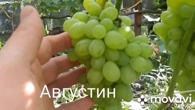 Средние сорта винограда 2020г. смотреть онлайн