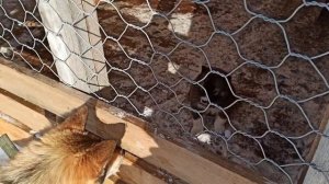 Зверовые лайки