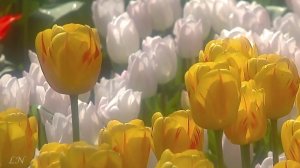 Весна пришла! Orchester Anthony Ventura  - Love story. Композитор Франсис Лэ (Francis Lai)