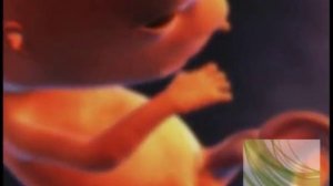 Внутриутробное развитие ребенка