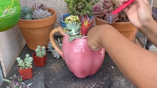 Succulent Arrangement in Ceramic Apple Pitcher + Succulent Names #Succulentideas #succulentnames смотреть онлайн