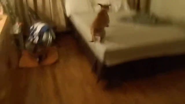 Bella :) she's a sharpei/beagle mix. смотреть онлайн