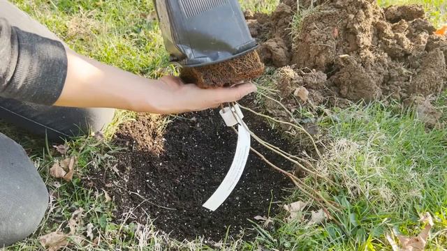 Planting Fruit & Nut Trees | Growing Food Forest смотреть онлайн