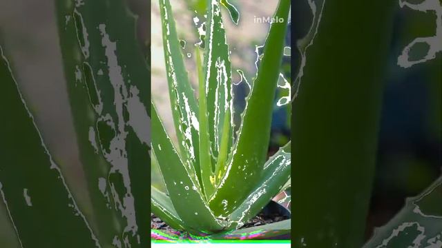 Aloe vera gel #skincare #beauty #facewash #skincareproduct #haircare смотреть онлайн