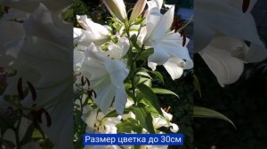 Лучшие сорта лилий:"Претти Вумен"-2,5метра