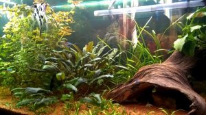 Как я справилась с черной бородой в аквариуме 120 литров