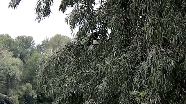 летом птица на дереве над водой Summer a bird on a tree above the water смотреть онлайн