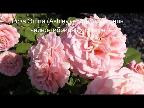 Мечтаю о лете... смотреть онлайн