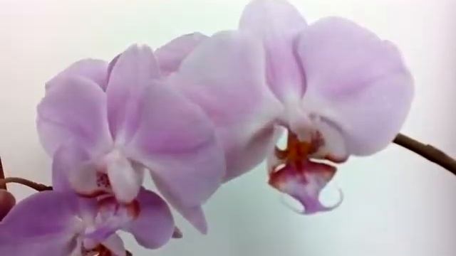 Цветение орхидей и цикламенов 4.01.2020?? смотреть онлайн