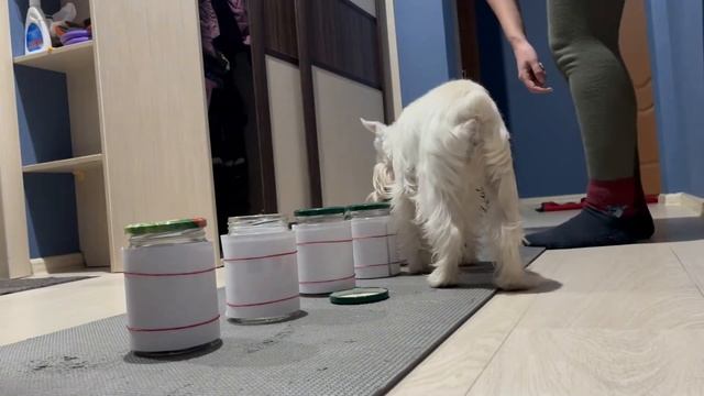 Новые тренировки с собакой/New dog training смотреть онлайн