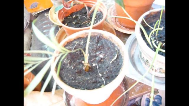 Наши комнатные растения смотреть онлайн