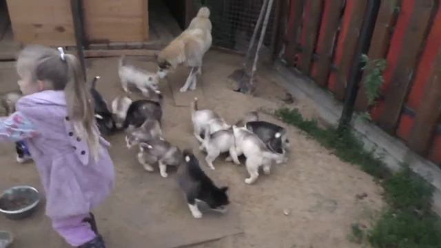 Щенки хаски смотреть онлайн
