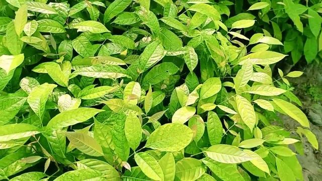 MAHOGANY TREE PLANTATIONS | MAHOGONY CULTIVATION | Call-06000371241 #mahoganyfarming #mahagony смотреть онлайн