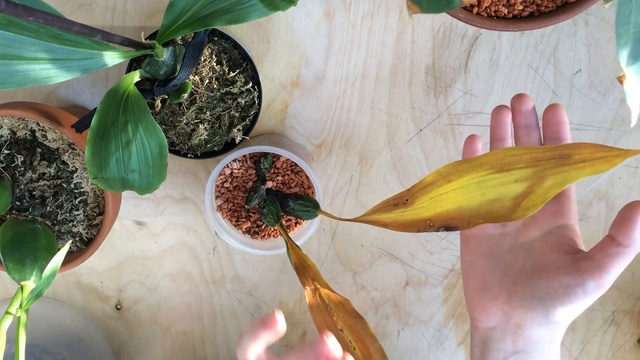 Ликасты, мои наблюдения