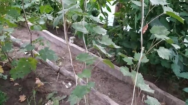 Виноград из косточки показал цвет ягоды. Созревание. смотреть онлайн