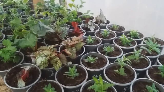 Посылка с растениями из СЗ. Оболочка таблеток. Сажаем каллы. смотреть онлайн