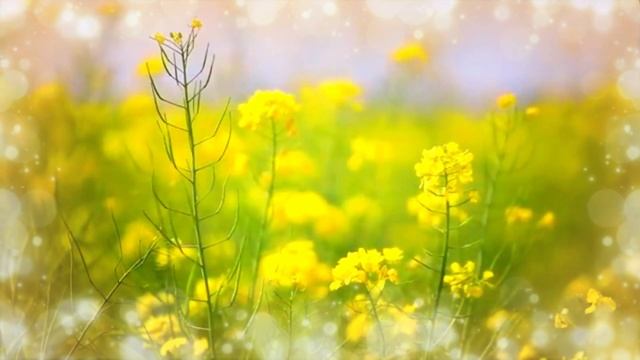 Очень нежная музыка для души и сердца Расслабляющая музыка сердца смотреть онлайн