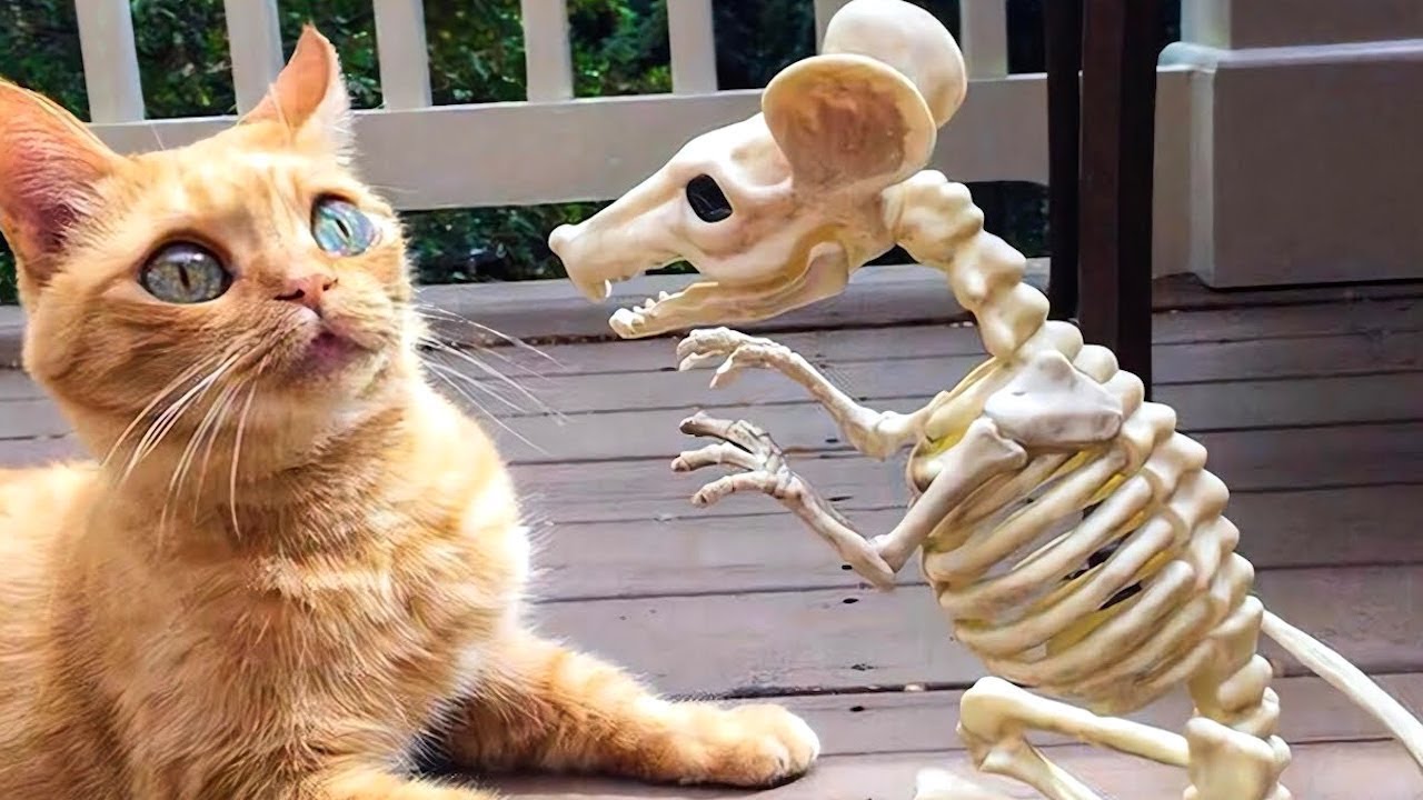 Я РЖАЛ ЦЕЛЫЙ ЧАС?ПОДБОРКА СМЕШНЫХ КОТОВ И СОБАК ДЛЯ ХОРОШЕГО НАСТРОЕНИЯ? #27 смотреть онлайн