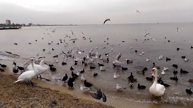 Лебеди на Черном море зимой. Феодосия, набережная. Крым в декабре. смотреть онлайн