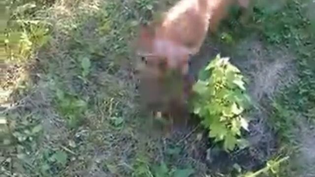 Такса играет мячиком смотреть онлайн