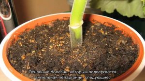 Уход за геранью ампельной или пеларгонией плющелистной: болезни и вредители