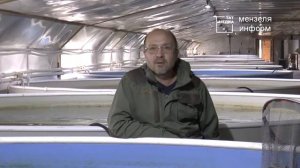 Все секреты по разведению и выращиванию стерляди