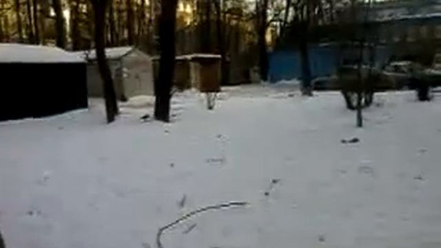 Вороны и голуби смотреть онлайн