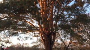 ДВИГАТЕЛЬ 1.4 tsi 122л.с  CAXA • ПРОБЛЕМЫ • Плюсы и Минусы • Отзыв владельца