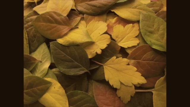 Children's Song: Falling Leaves смотреть онлайн