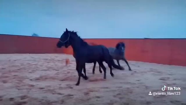 Андалузы смотреть онлайн