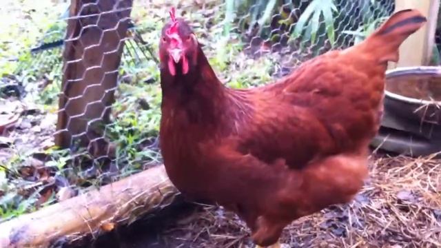 Part 2 of playing in chicken coup смотреть онлайн