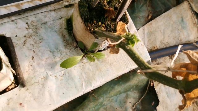 О гидропонике простыми словами, выращивание огурцов и томатов в плёночной теплице смотреть онлайн