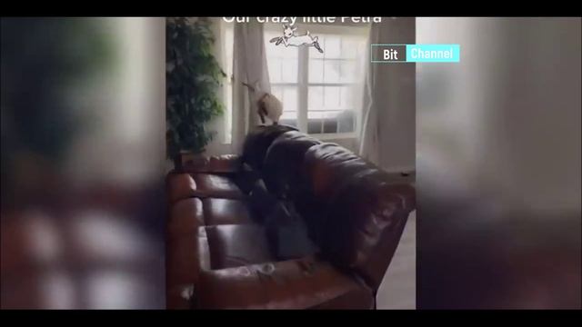 Приколы с животными. Подборка приколов с животными. Смешные коты смотреть онлайн