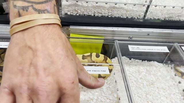 NARBC TINLEY REPTILE EXPO OCT. 2021 | 20TH ANNIVERSARY!! | BALL PYTHON BREEDER | PRECIOUS PYTHONS смотреть онлайн