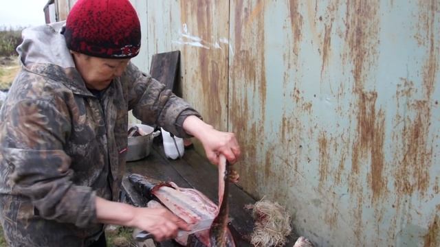 Юкола из щуки по-нганасански смотреть онлайн