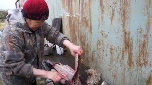 Юкола из щуки по-нганасански