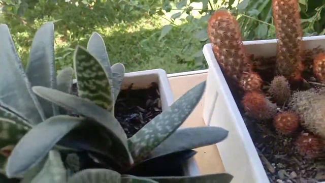 Plants In My Small Garden🎵Simply The Best By Tina Turner Cover By Sphinx Band
