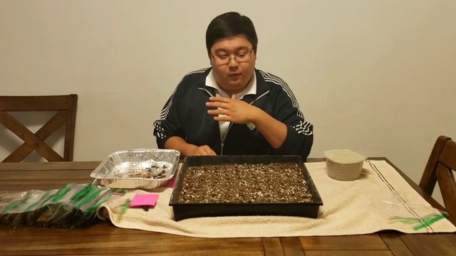 How to Grow Protea! Sowing and Planting seed. смотреть онлайн